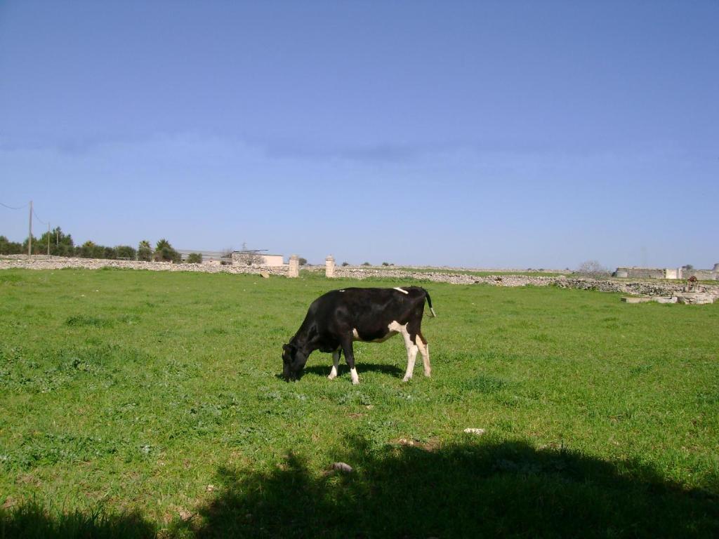 Masseria Cassiere Mottola Exteriör bild