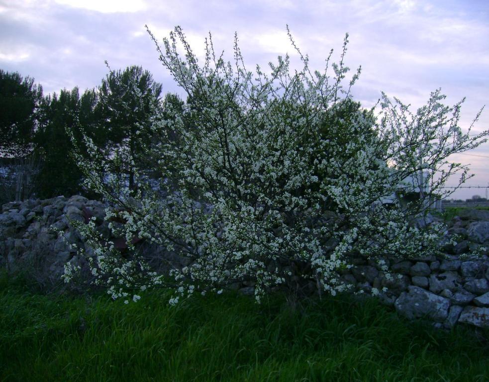 Masseria Cassiere Mottola Exteriör bild